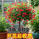 驅(qū)蚊蟲金絲吊蝴蝶花卉綠植盆栽室內(nèi)外陽臺(tái)四季開花 紅色【濃香耐寒+驅(qū)蚊蟲】四季開花 花期300天10年苗【買一送一】開花爆滿