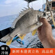 正尖山【一條一斤裝】超大活凍黃翅魚東山島海捕黃腳立野生黃翅魚黃鯛魚 1條一斤凈重 1條裝【總重0.9-1斤】