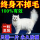 貓咪防貓掉毛吃什么深海魚(yú)油營(yíng)養(yǎng)片美毛靚毛維生素非藥防脫毛神器 1盒【專治貓掉毛】