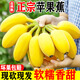 味果生廣西正宗蘋果蕉新鮮當(dāng)季水果現(xiàn)摘芭蕉粉蕉自然熟香甜軟糯整箱 9斤