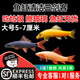 清苔鼠金苔鼠魚(yú)熱帶觀(guān)賞魚(yú)清道夫鼠魚(yú)魚(yú)缸除藻魚(yú)清潔魚(yú)淡水工具魚(yú) 發(fā)順豐【大號】三劍客3只-5-7cm