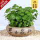 開時果 銅錢草水培盆栽帶葉發(fā)貨 綠植物水生金錢草桌面盆景源頭直發(fā)包郵 【約200-300棵】6寸厚德載物瓷盆 【精品銅錢草-帶葉子】