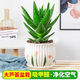 泰西絲蘆薈盆栽植物桌面綠植擺件多肉花卉 不夜城+草花陶瓷盆 源頭直發(fā)