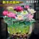 行湘水生蓮花種子睡蓮水培植物  蓮花混色20粒+15水仙玻璃盆 源頭直發(fā)