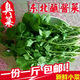 京營正宗東北蘸醬小菜新鮮臭菜農(nóng)家自種新鮮蔬菜大葉臭菜蘸醬生吃小菜 500g