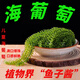 TLXT海葡萄鹽漬海葡萄鮮活即食長壽菜食用植物魚子醬100g*6包 配蘸料 海葡萄