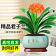京云夢(mèng)君子蘭盆栽室內送禮綠植精品A級花卉12-14片財源滾滾青色源頭直發(fā)