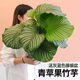 雙盟精品青蘋果竹芋辦公室內(nèi)綠植盆栽桌面好養(yǎng)觀葉植物源頭直發(fā)