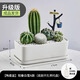 綠蔭巷子仙人掌盆栽組合辦公桌面易養活多肉植物室內創(chuàng  )意綠植小盆景仙人球 【栽好發(fā)貨】大長(cháng)方瓷盆 套餐A