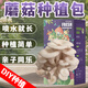 蒲戀蘑菇種植包菌種菌包家種菌菇香菇食用黑平菇菌菇家庭新鮮菌棒盆栽 【黑平菇1盒】