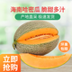 申果果新疆哈密瓜產(chǎn)地直發(fā) 吐魯番西州蜜25號整箱 新鮮水果網(wǎng)紋瓜精選甜 海南哈密瓜9斤裝（2-4個瓜）毛重
