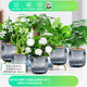 綠有意綠植盆栽桌面水培綠植辦公室植物懶人好養盆景水養植物 【6盆熱銷(xiāo)組合】 含盆