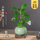 開時果 小盼菩提盆栽（帶果發(fā)貨）中式禪意綠植物桌面盆景源頭直發(fā)包郵 哥窯盆+菩蘚+底托（2-5顆果子） 小盼菩提（帶果發(fā)貨-含盆植）