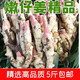 精選四川嫩姜新鮮仔姜腌制糖醋泡姜生姜芽子現(xiàn)挖現(xiàn)發(fā)新鮮嫩姜子姜 【精選嫩姜帶土發(fā)貨】4.5