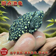 斑點(diǎn)龜苗斑點(diǎn)苗滿(mǎn)天星深水龜黃頭側頸水龜觀(guān)賞龜四大名龜大魚(yú)缸龜 6-7CM斑點(diǎn)龜 全品帶證