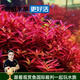 云峰海瑞水草活體懶人草魚(yú)缸造景活體水草套餐魚(yú)缸水草有莖類(lèi)中后景真水草 【顏色艷麗】紅宮廷（8-10只一組）