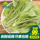 小湯山 小白菜苗 約150g  新鮮蔬菜當天采摘北京農場(chǎng)順豐到家