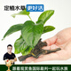 云峰海瑞 水草活體魚(yú)缸造景套餐用品水族箱裝飾魚(yú)缸種子沉木活水草 大水榕沉木單頭