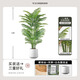 黛暢仿真綠植高端輕奢散尾葵落地盆栽假花樹(shù)室內客廳仿生植物裝飾擺件 2.0米散尾葵加密款 送白色U形盆（送椰絲/吊牌）