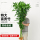 臨雅大型富貴竹水培植物客廳水養(yǎng)大號盆栽節(jié)節(jié)高粗桿室內(nèi)好養(yǎng)活綠植物 富貴竹1m【5支帶根】