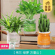 開時果 綠植盆栽辦公室彩色懶人盆 水培水養(yǎng)綠植物盆景源頭直發(fā)包郵 綠蘿+萬重山+吊蘭 含盆