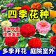 碧鼎花種子四季易種開花百日草庭院野花組合室外菊花花草花籽種子花卉 混色百日草種子 1000粒