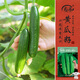 壽禾 小黃瓜種子苗水果青瓜秋季菜瓜蔬菜種籽 濰豐農家小黃瓜種子30粒
