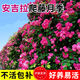 行湘爬藤月季花苗綠植盆栽爬墻花卉 安吉拉50-70cm（1棵）源頭直發(fā)