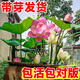 京悠雨荷花藕種觀(guān)賞盆栽水養蓮花缸栽蓮藕苗魚(yú)池塘水生植物花卉碗蓮睡蓮 精選苗【巨無(wú)霸】3株裝 不含盆