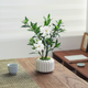 八芽小葉梔子花四季盆栽植物室內好養辦公室桌面帶盆景花苞開(kāi)花小綠植 梔子花+豎紋南瓜盆+不含托盤(pán) 帶盆栽好