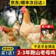 鄉(xiāng)公館老母雞土雞農(nóng)家散養(yǎng)走地雞月子雞整只禮盒包裝新鮮現(xiàn)殺正宗土雞 【買I送I】2-3年跑山老母雞（單只3斤） 母雞
