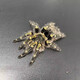 網(wǎng)紅新手入門金直間蜘蛛溫順品種所羅門智利火玫瑰爬寵寵物活體 金直間1.5-2CM不送套餐