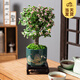 開時(shí)果 金枝玉葉盆栽多肉植物盆景 辦公室內(nèi)桌面花卉小綠植源頭直發(fā)包郵 【棒棒糖】旭日東升盆+苔蘚+底托