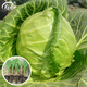 壽禾 包菜綠甘藍種子包頭菜圓白菜秋冬季播種壽光大頭菜四季菜籽 綠甘藍苗 24棵