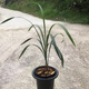 細(xì)葉寒蘭蘭花原生種資源草老種苗好養(yǎng)易活龍巖連城朋口帶花苞綠植 葉型草——弓垂葉3苗帶芽 裸根不帶土