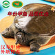 芮寶農(nóng)場(chǎng)【活鮮】漢壽5年甲魚(yú)鮮活3斤/只團(tuán)魚(yú)生鮮生鮮源頭直發(fā)包郵