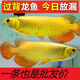 金龍魚一公一母一條也是批發(fā)價紅龍銀龍金龍混發(fā)撿漏熱帶魚 一條魚苗