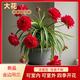 流芷新品金邊吊蘭開花大盆金娃娃吊蘭濃香型重瓣大花四季開花耐寒盆栽 耐寒精品苗：特紅【可繁殖 濃香 熱精選：3顆一盆【原盆土】可開65朵