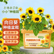 貝意品兒童種植小盆栽向日葵花種子四季開花幼兒園植物觀察盒小學(xué)生禮物