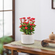 八芽鐵海棠盆栽花卉室內(nèi)盆景綠植四季開花虎刺梅辦公陽臺(tái)花卉植物擺件 紅花鐵海棠-陶瓷白盆-鋪面石 帶盆栽好