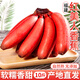 鮮聞果福建紅美人香蕉10斤新鮮水果當(dāng)季現(xiàn)摘正宗小香焦紅皮芭蕉米蕉包郵 5斤裝【精選品質(zhì)】