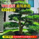 羅漢松樹苗大樹雀舌米葉迎客松老樹樁別墅庭院盆栽盆景造型大樹種 2公分粗(別墅精品造型) 其他