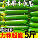 水果黃瓜生吃新鮮脆嫩小黃瓜青瓜小乳瓜批發(fā)現(xiàn)摘綠心孕婦水果黃瓜 3斤