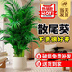 嘆為觀止 大型盆栽 單桿辮子發(fā)財樹天堂鳥綠蘿散尾葵辦公室內(nèi)開業(yè)喬遷禮品 散尾葵1.7—1.9米【聚寶盆】 含盆