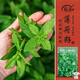 壽禾 食用薄荷種子可盆栽四季農(nóng)家驅(qū)蟲花草種籽 皺葉薄荷種子約1000粒