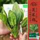 壽禾小葉菠菜蔬菜種子苗冬春種籽耐寒 濰育農家小葉菠菜種子100g*2袋