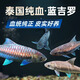CRAZY PLANT藍(lán)吉羅觀賞魚苗活魚熱帶淡水耐活好養(yǎng)自來水原生大型異口吉羅魚 【泰國純血進口】吉羅8-10cm
