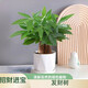 沭之美發(fā)財樹(shù)盆栽花卉家庭家居綠植 三桿發(fā)財樹(shù)+菱形陶瓷盆 源頭直發(fā)