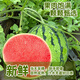 正宗河南沙地頭茬麒麟西瓜新鮮水果冰糖脆甜薄夏季生鮮沙瓤大西瓜 特級麒麟西瓜丨凈重6-7斤裝 有籽/無籽隨機(jī)發(fā)貨