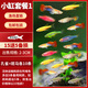 寵小俠小型熱帶魚(yú)斑馬魚(yú)燈科魚(yú)魚(yú)苗活體觀(guān)賞魚(yú)淡水好養耐活寶蓮燈孔雀魚(yú) 小缸特惠套餐1